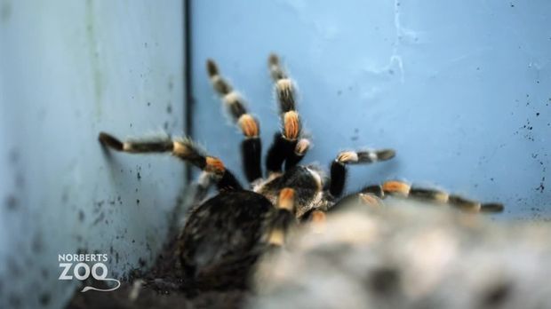 Norberts Zoo - Der Größte Tierladen Der Welt - Norberts Zoo - Der Größte Tierladen Der Welt - Pfui Spinne! Familienzwist Beim Zoobesuch